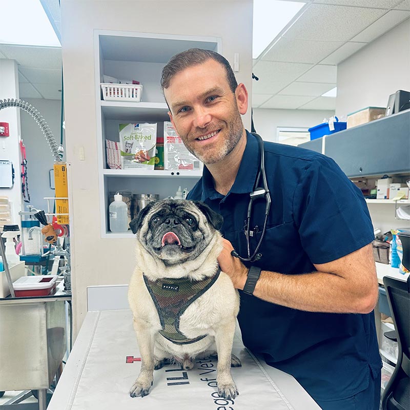 Our team caring for an older dog
