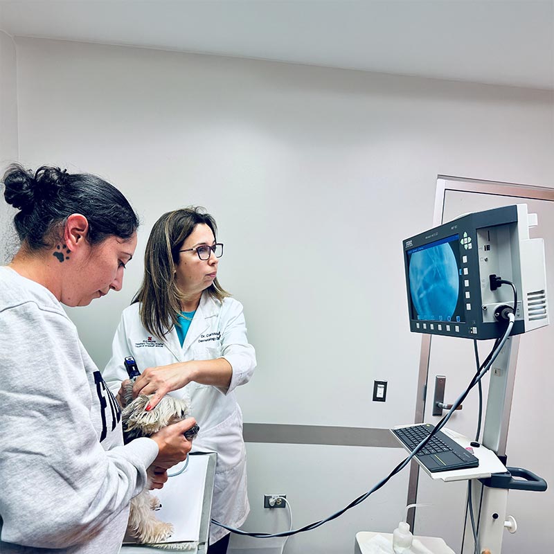 Our dermatology team